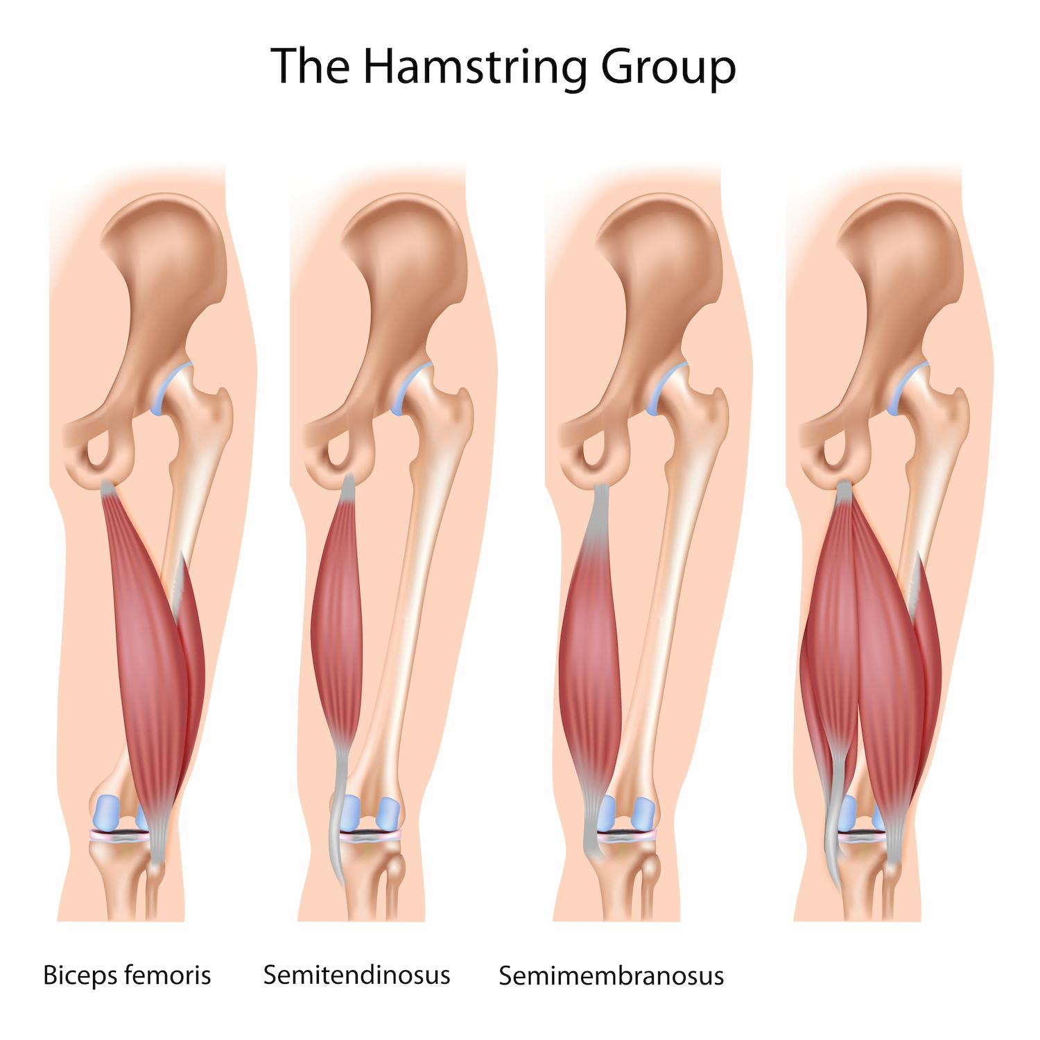 biceps femoris muscle exercise